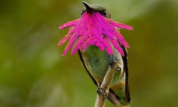 Foto - Sinek kuşuna hayran olacaksınız!