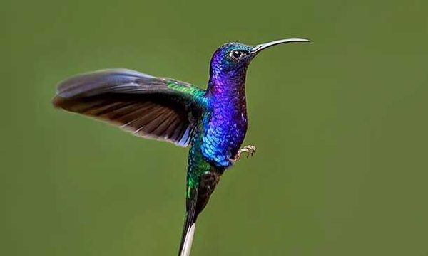 Foto - Sinek kuşuna hayran olacaksınız!