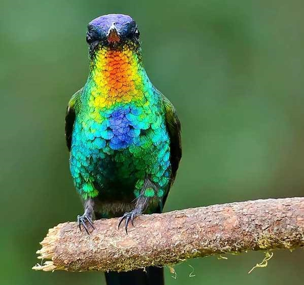 Foto - Sinek kuşuna hayran olacaksınız!