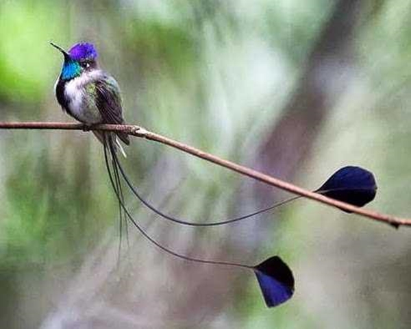 Foto - Sinek kuşuna hayran olacaksınız!