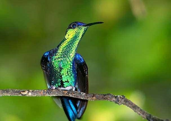 Foto - Sinek kuşuna hayran olacaksınız!