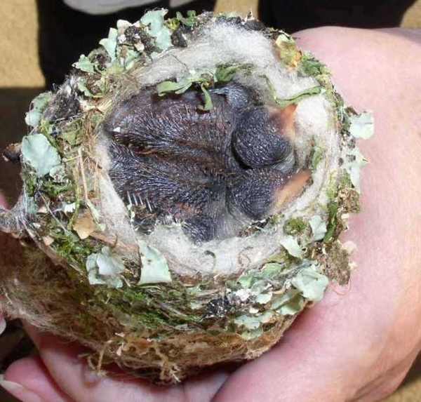 Foto - Sinek kuşuna hayran olacaksınız!