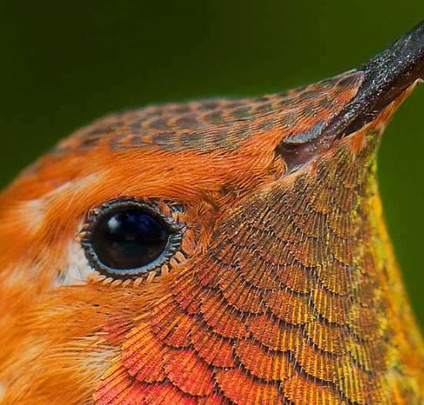 Foto - Sinek kuşuna hayran olacaksınız!