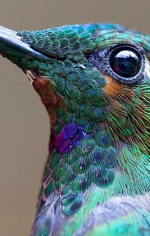 Foto - Sinek kuşuna hayran olacaksınız!