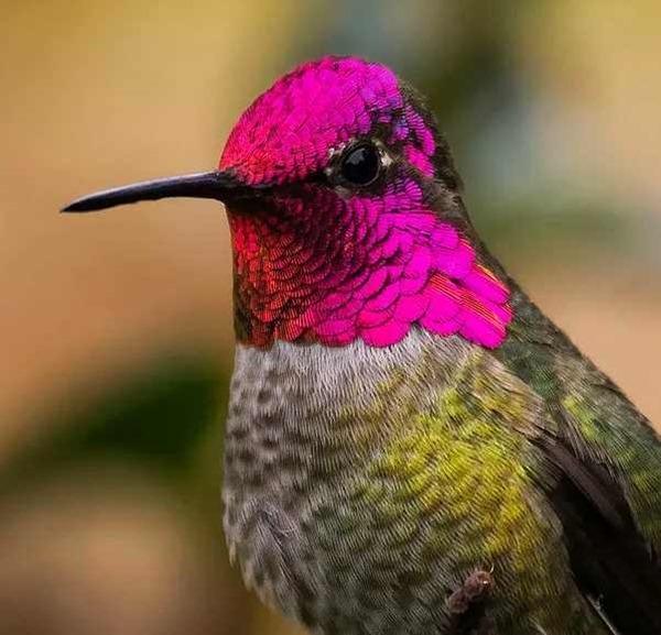 Foto - Sinek kuşuna hayran olacaksınız!