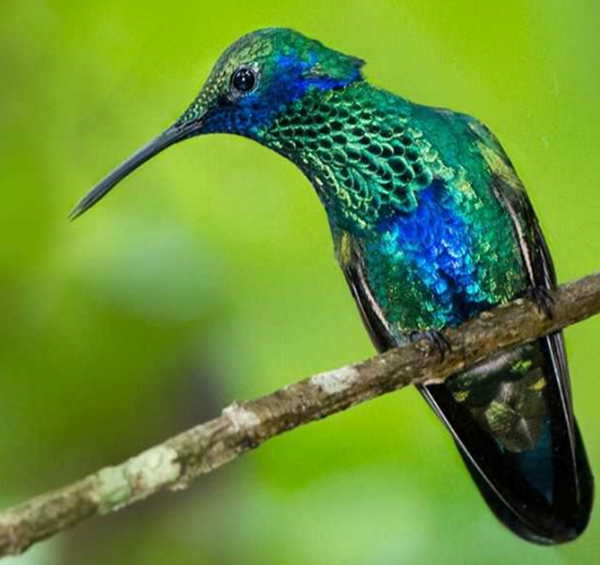 Foto - Sinek kuşuna hayran olacaksınız!