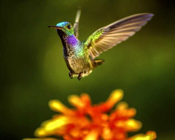 Foto - Sinek kuşuna hayran olacaksınız!