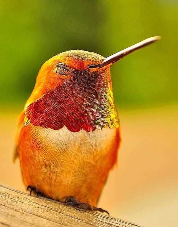 Foto - Sinek kuşuna hayran olacaksınız!