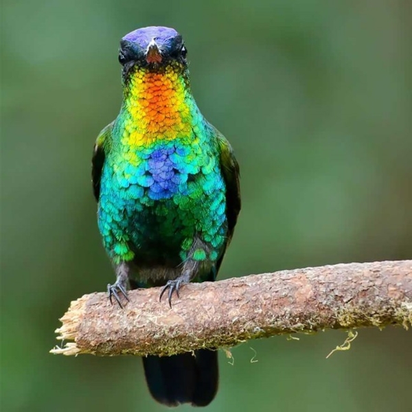 Foto - Sinek kuşuna hayran olacaksınız!