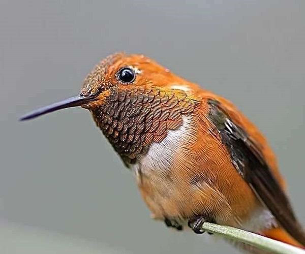 Foto - Sinek kuşuna hayran olacaksınız!