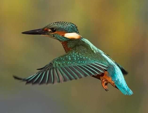 Foto - Sinek kuşuna hayran olacaksınız!