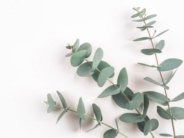 Foto - Sinekleri anında uzaklaştıran 3 bitki: Bu doğal yöntemler ile yaz aylarında rahat edin...