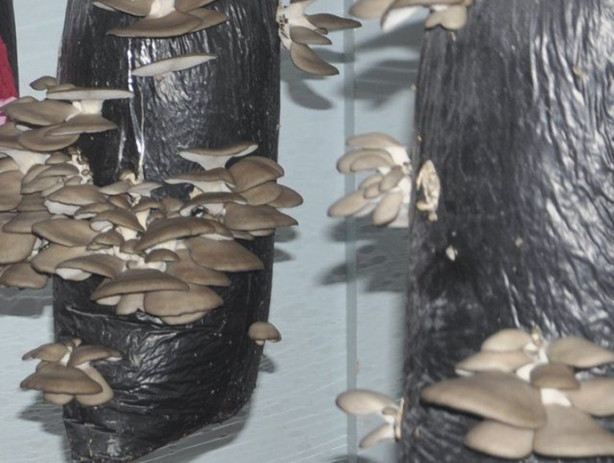 Foto - Sınıfta mantar üretiyorlar!