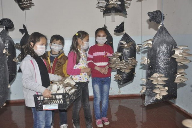 Foto - Sınıfta mantar üretiyorlar!