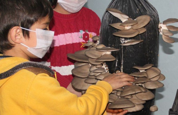 Foto - Sınıfta mantar üretiyorlar!