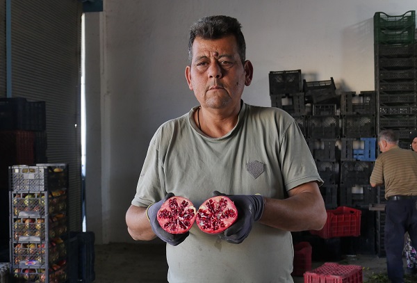 Foto - Sınır belirlemek için dikildi ekonomiye katkı sağladı