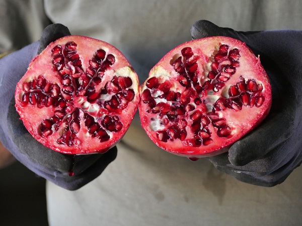 Foto - Sınır belirlemek için dikildi ekonomiye katkı sağladı