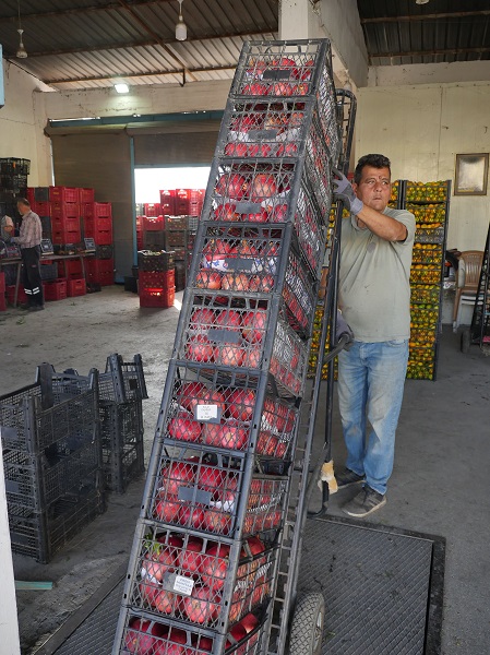 Foto - Sınır belirlemek için dikildi ekonomiye katkı sağladı