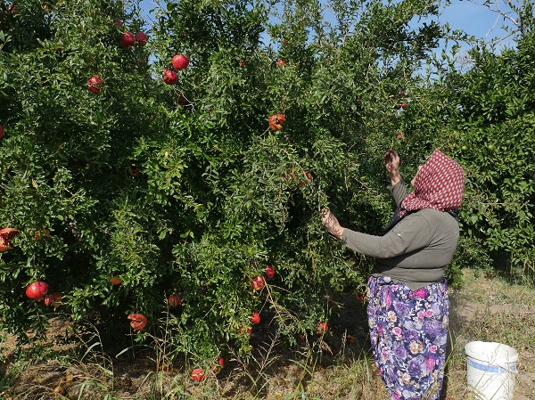 Foto - Sınır belirlemek için dikildi ekonomiye katkı sağladı
