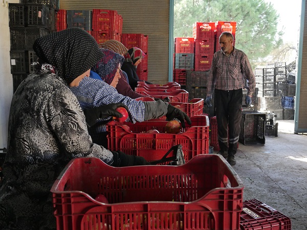 Foto - Sınır belirlemek için dikildi ekonomiye katkı sağladı