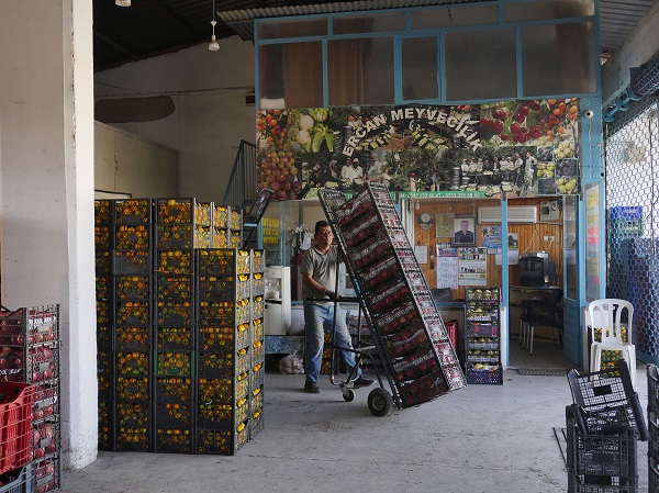 Foto - Sınır belirlemek için dikildi ekonomiye katkı sağladı