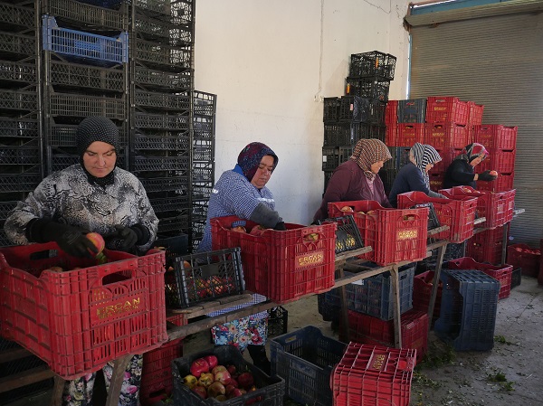 Foto - Sınır belirlemek için dikildi ekonomiye katkı sağladı