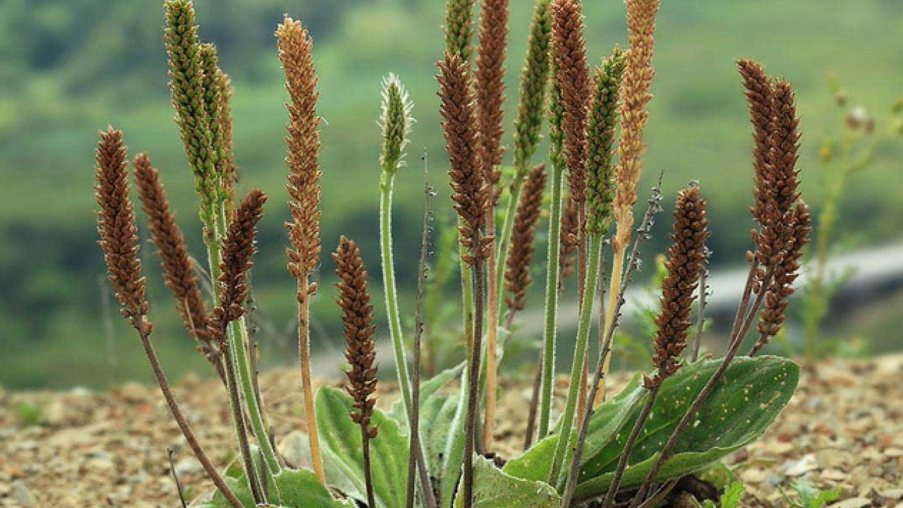 Foto - Sinir otu nedir? Damar otu faydaları nelerdir? Bu zararlarını kimse bilmiyor