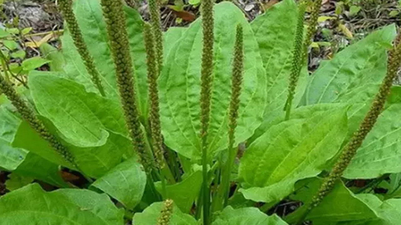 Foto - Sinir otu nedir? Damar otu faydaları nelerdir? Bu zararlarını kimse bilmiyor
