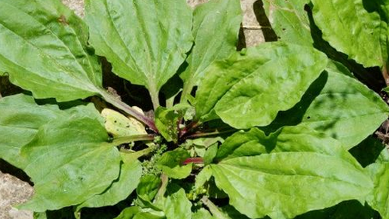 Sinir otu nedir? Damar otu faydaları nelerdir? Bu zararlarını kimse bilmiyor