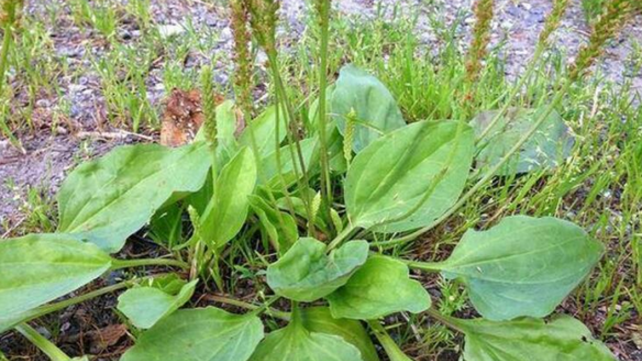 Foto - Sinir otu nedir? Damar otu faydaları nelerdir? Bu zararlarını kimse bilmiyor