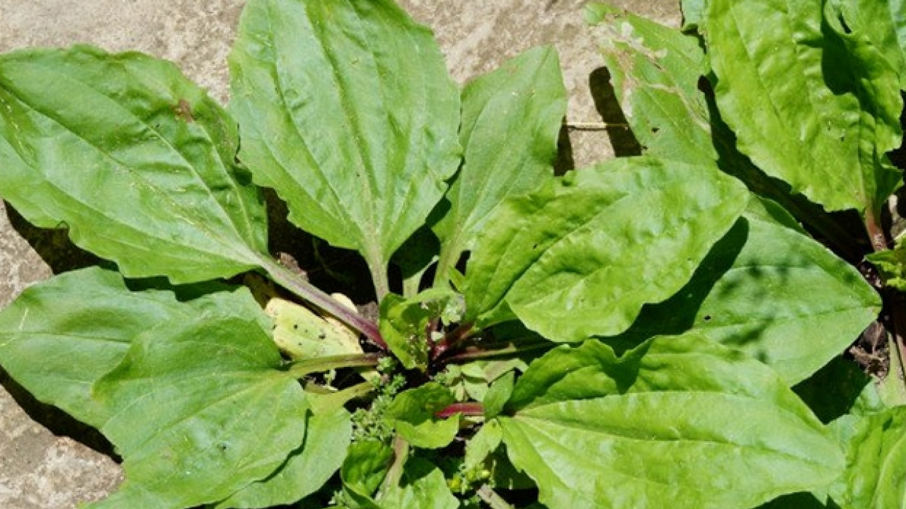 Foto - Sinir otu nedir? Damar otu faydaları nelerdir? Bu zararlarını kimse bilmiyor