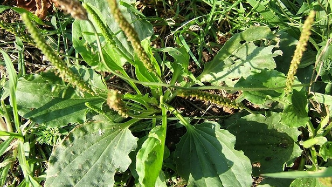 Foto - Sinir otu nedir? Damar otu faydaları nelerdir? Bu zararlarını kimse bilmiyor