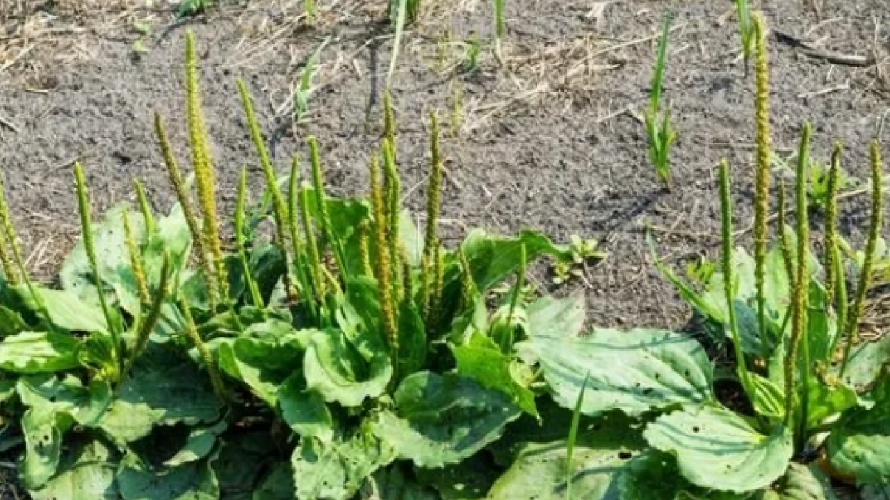 Foto - Sinir otu nedir? Damar otu faydaları nelerdir? Bu zararlarını kimse bilmiyor