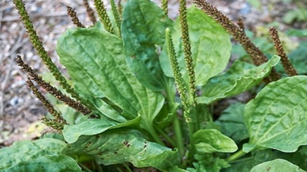 Foto - Sinir otu nedir? Damar otu faydaları nelerdir? Bu zararlarını kimse bilmiyor