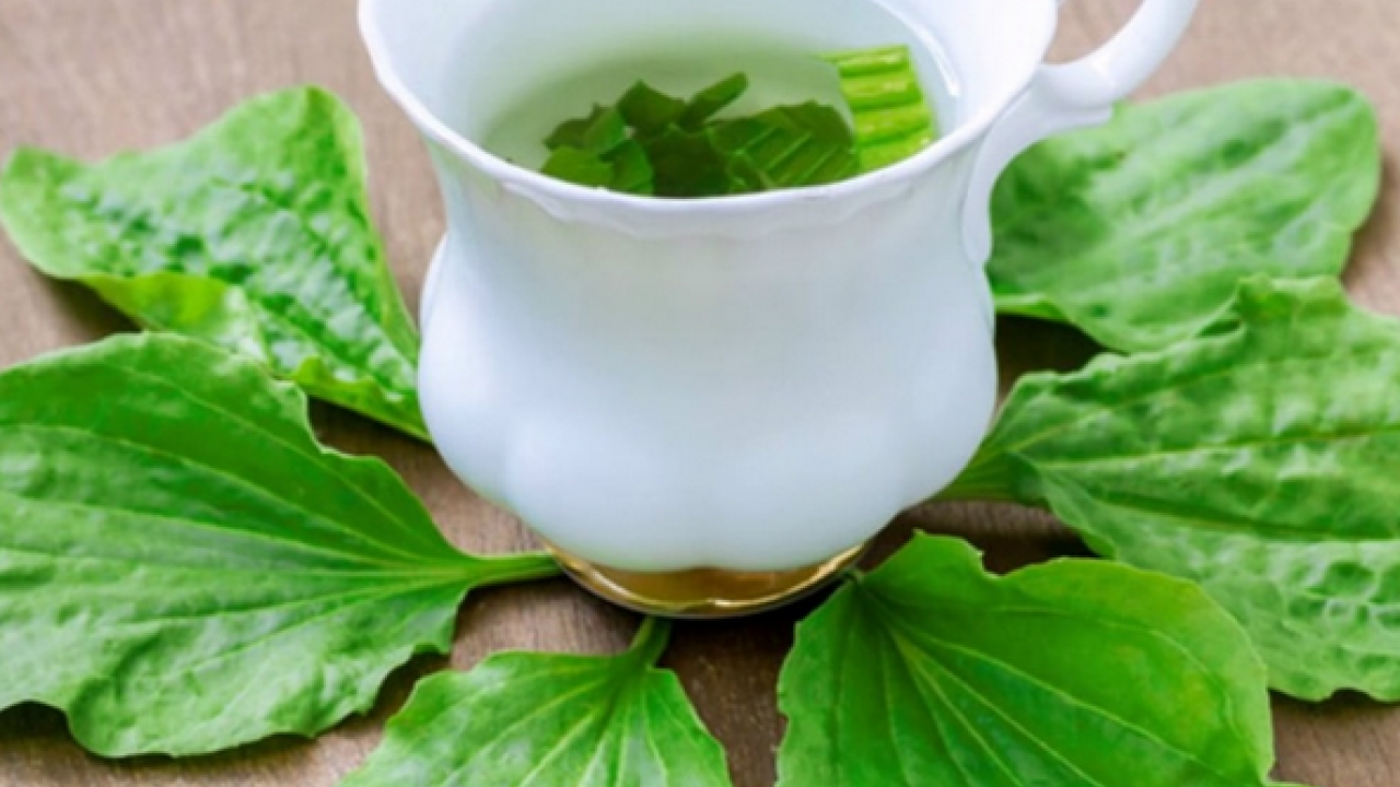 Foto - Sinir otu nedir? Damar otu faydaları nelerdir? Bu zararlarını kimse bilmiyor