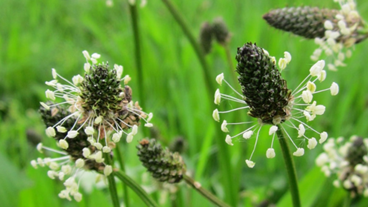 Foto - Sinir otu nedir? Damar otu faydaları nelerdir? Bu zararlarını kimse bilmiyor