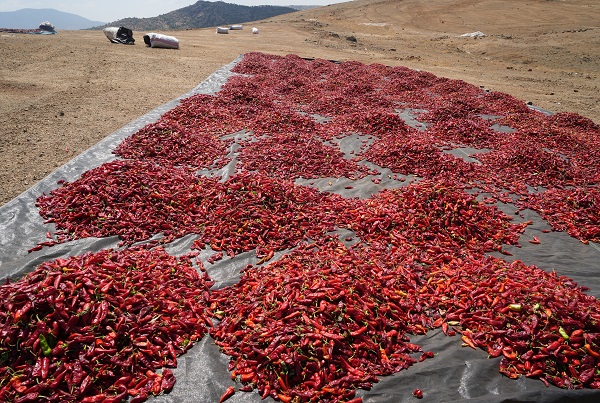 Foto - Sınırın sıfır noktası kızardı! 