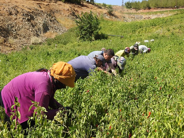 Foto - Sınırın sıfır noktasında "en acı" hasat
