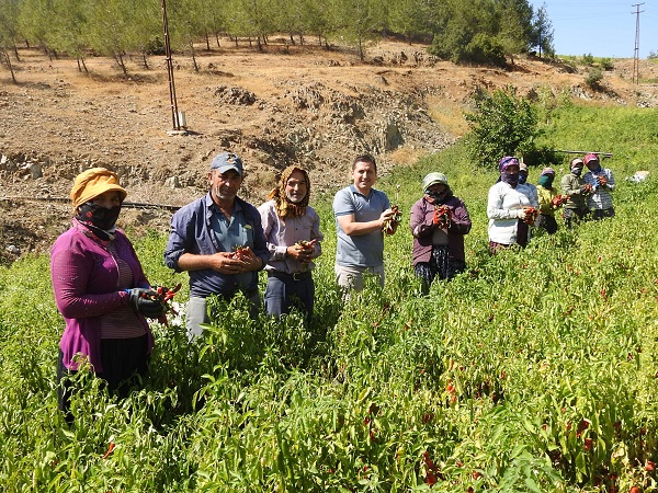Foto - Sınırın sıfır noktasında "en acı" hasat