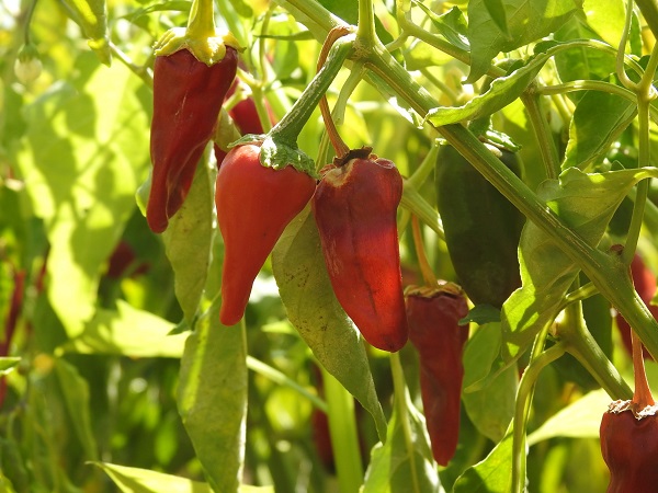 Foto - Sınırın sıfır noktasında "en acı" hasat