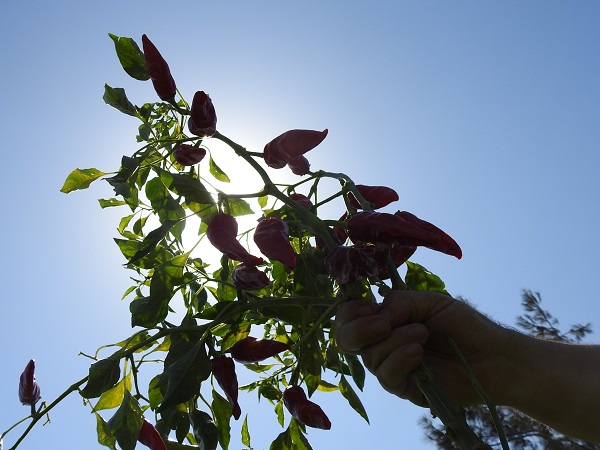 Foto - Sınırın sıfır noktasında "en acı" hasat