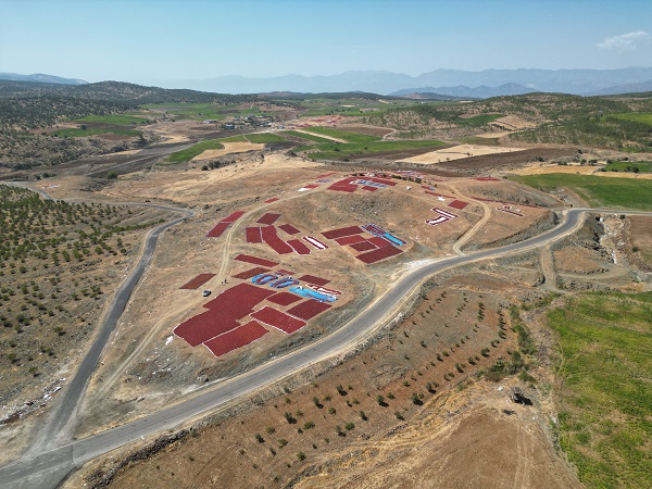 Foto - Sınırın sıfır noktasında "en acı" hasat
