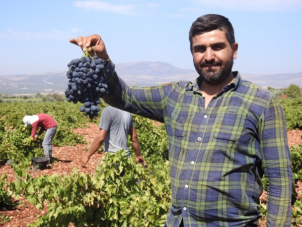 Foto - Sınırın sıfır noktasında hasat zamanı