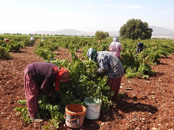 Foto - Sınırın sıfır noktasında hasat zamanı