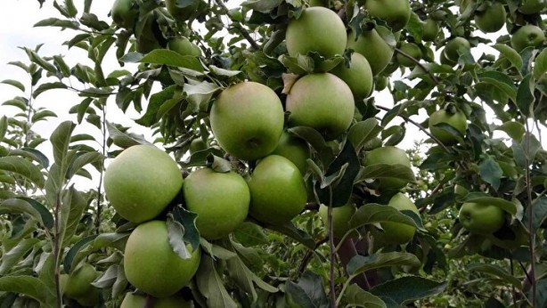 Foto - Sınırları kaldırıp öyle bir şey yaptılar ki… Köyde işsizliği bitiren formül