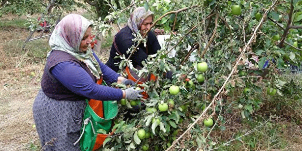 Sınırları kaldırıp öyle bir şey yaptılar ki… Köyde işsizliği bitiren formül