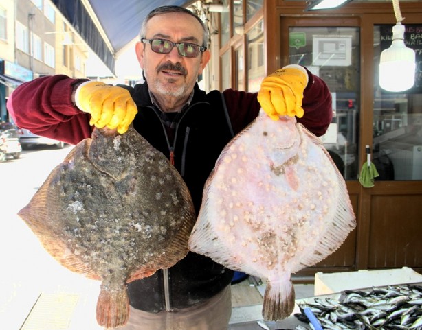 Foto - Sinop'ta kalkan balığının kilosu düştü