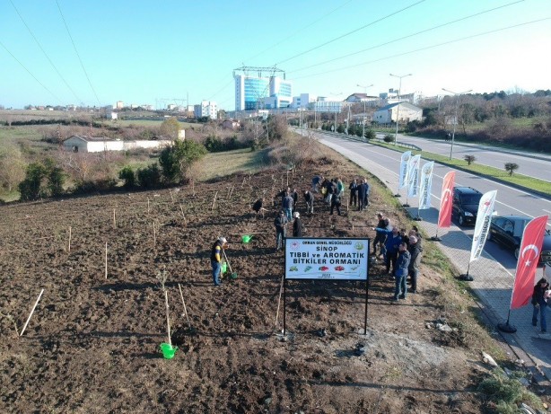 Foto - Sinop’ta yol kenarına meyve fidanları dikildi