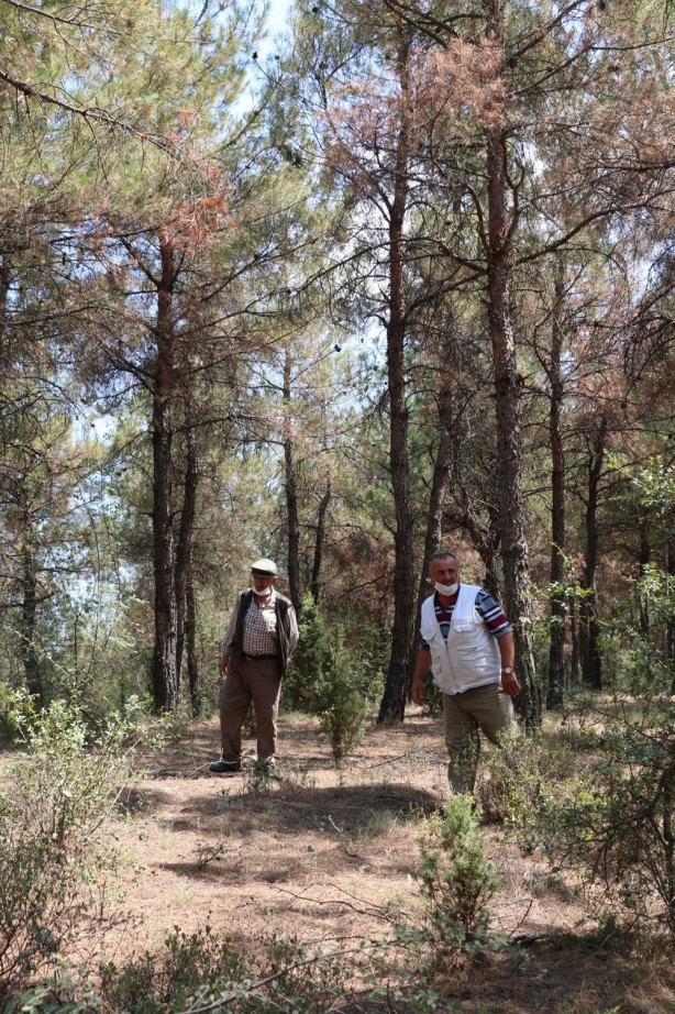 Foto - Sinop'taki olayı görenler şaşırıyor! 40 yılda bu hale geldi