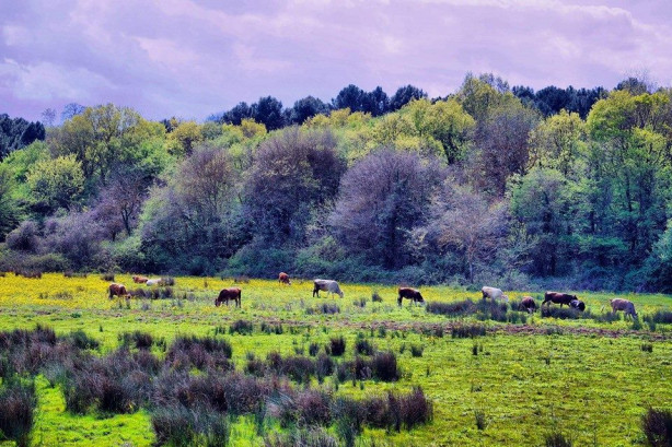 Foto - Karadeniz'de şirin bir şehir: Durağan
